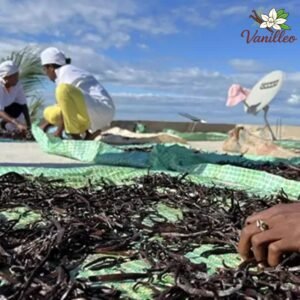 Producteur de vanille dans une plantation de la région SAVA à Madagascar