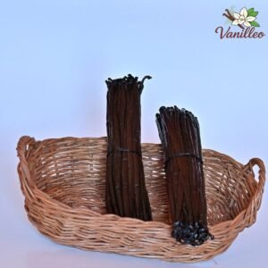 Gros plan sur des gousses de vanille Bourbon de Madagascar 16-18 cm