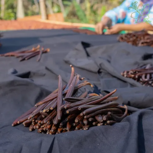 Gousses de vanille de Madagascar